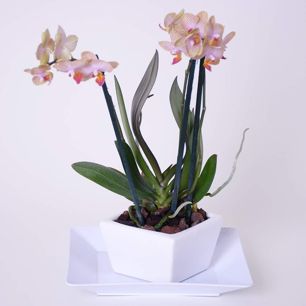 Mini Orquídea