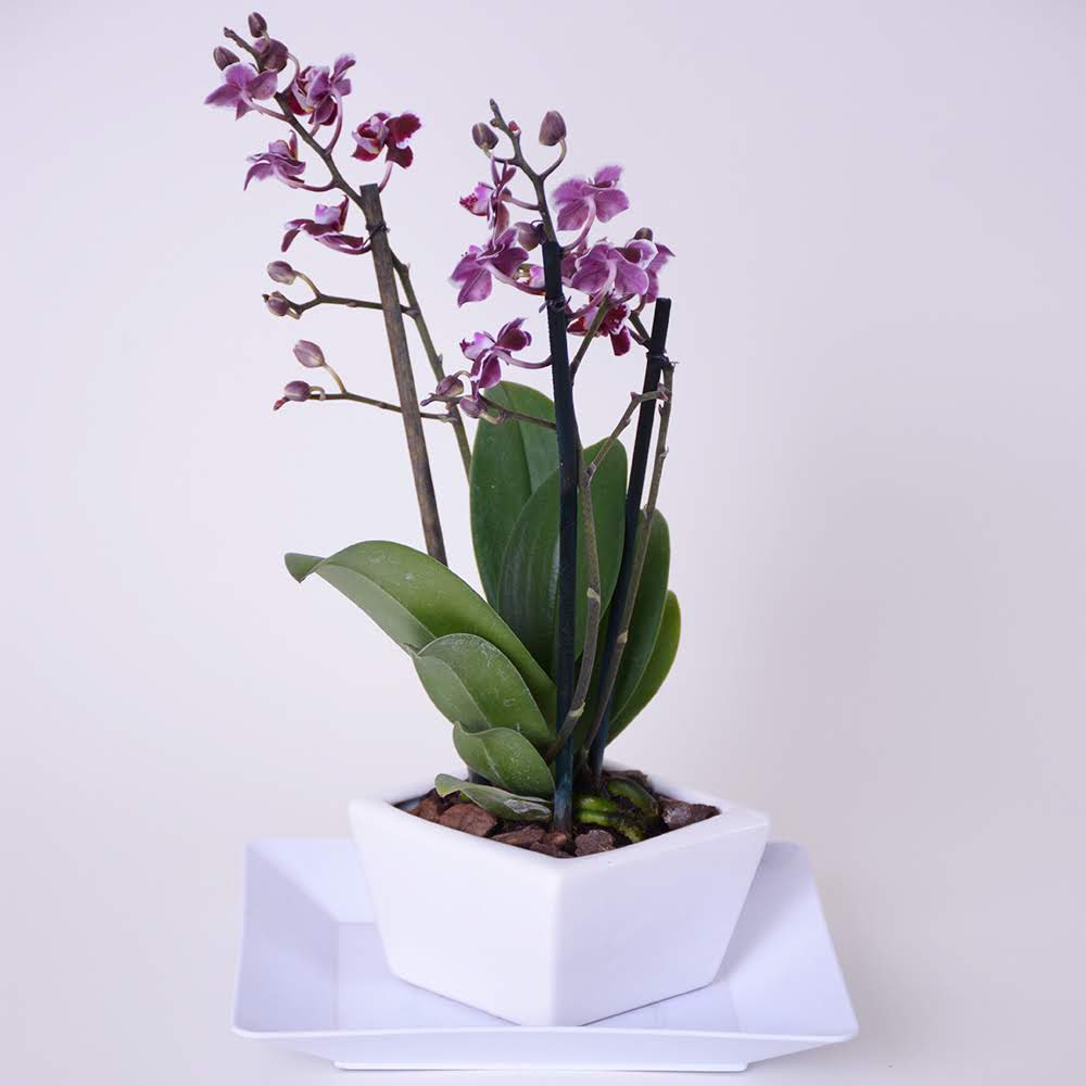 Mini orquídea Morada